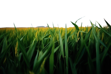PNG Photography of farm landscape field agriculture.