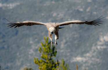 bird of prey
