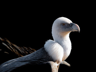 white backed vulture