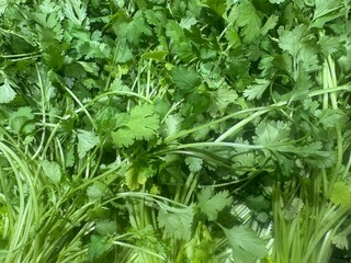 close up of a bunch of coriander
