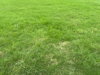 green grass background