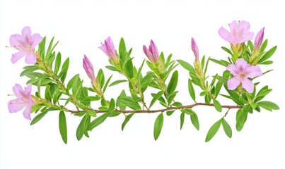 A vibrant branch of azalea flowers with delicate pink blooms and lush green leaves against a white background