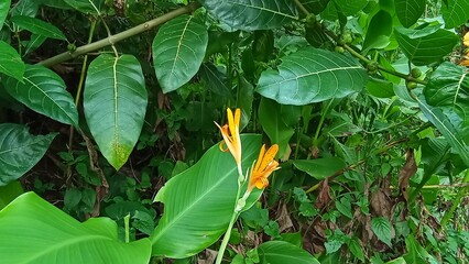 close up of green leaves