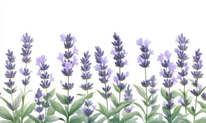 Obraz premium A vibrant display of lavender flowers in full bloom against a soft white background, ideal for nature-themed designs