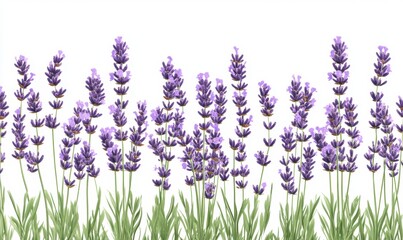 Naklejka premium A vibrant field of lavender flowers swaying gently in a serene landscape under a clear sky