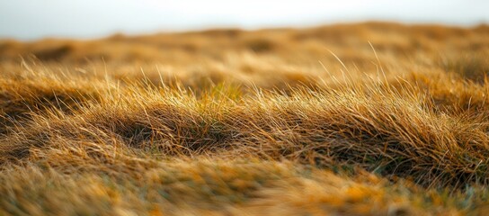 Golden Grass Field, Autumnal Landscape, Soft Focus