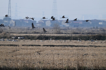 geese in flight