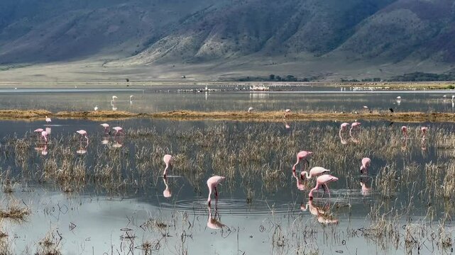 Lesser flamingos (Phoeniconaias minor) forage at the bottom of a Lake Magadi in the Ngorongoro Crater, Tanzania.