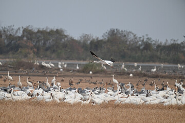 flock of birds in flight