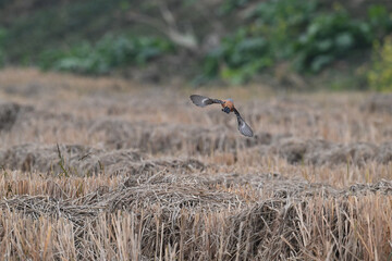 wild animal in the field