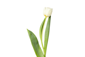 PNG, March 8. White tulip, isolated on white background.