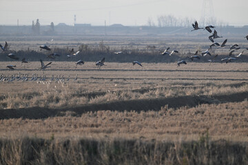 snow geese in the snow