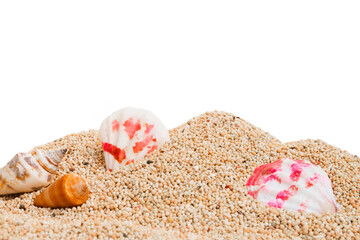 seashells on the sand