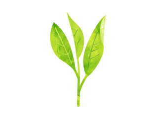 お茶の新芽をイメージしたイラスト　水彩風加工バージョン