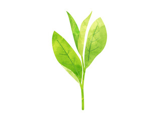 お茶の新芽をイメージしたイラスト　水彩風加工バージョン