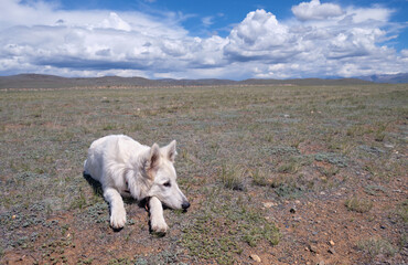 White Swiss Shepherd Dog lying on the grass in Altai steppe.