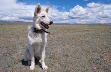 White Swiss Shepherd Dog  sitting on the grass in Altai steppe.