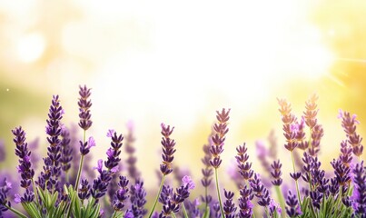 Naklejka premium Vibrant lavender field under a bright sun, creating a serene and calming atmosphere