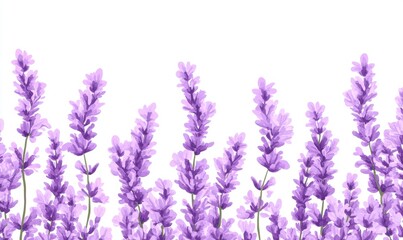 Naklejka premium Vibrant lavender flowers blooming in a serene garden setting with a clear white background (1)
