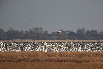 seagulls on the beach