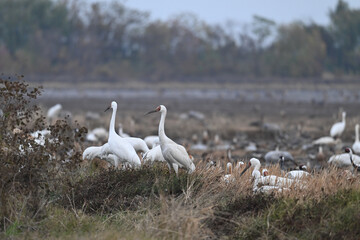swans on the river