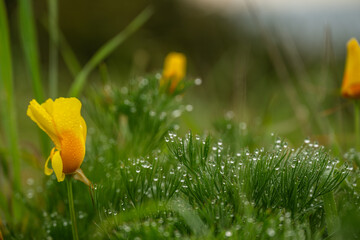 Drops Of Fog Cling To California Poppy and Other Bright Green Leaves