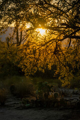 Early Mornnig Sun Backlights Leaves On a Tree Branch In The Desert