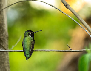 Green And Black Humming Bird Looks Right While Sitting On Thin Branch