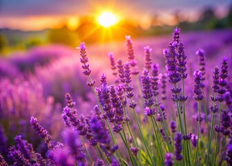 Obraz premium Panoramic Sunlit Lavender Field: Vibrant Purple Flowers in Summer