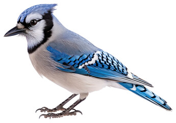 PNG Blue jay bird on white