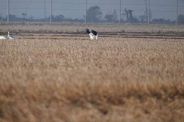 Obraz premium cows in the field