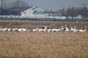 Obraz premium flock of sheep in a field