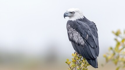 Fototapeta premium White-bellied sea eagle perched on a leafy branch against a soft overcast sky during daytime.