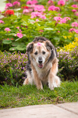 Portrait of a beautiful old mixed breed dog in the garden with green background.