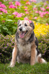 Portrait of a beautiful old mixed breed dog in the garden with green background.