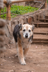 Portrait of a beautiful old mixed breed dog in the garden with green background.