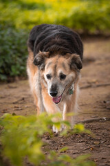 Portrait of a beautiful old mixed breed dog in the garden with green background.