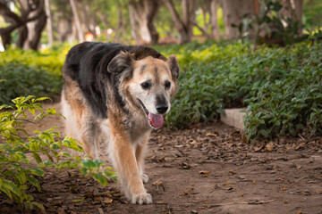 Portrait of a beautiful old mixed breed dog in the garden with green background.