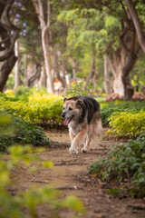 Portrait of a beautiful old mixed breed dog in the garden with green background.