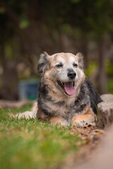 Portrait of a beautiful old mixed breed dog in the garden with green background.