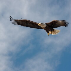 Obraz premium A majestic eagle soaring high in a clear blue sky. eagle in flight Majestic bald eagle in flight against a backdrop of scattered clouds and blue sky. A eagle flying in blue sky