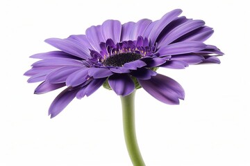 Purple Gerbera Daisy Isolated on White Background. Beautiful Gerbera Daisy Flower