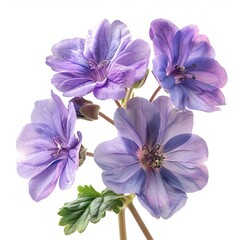 Obraz premium Purple Geranium Isolated on White Background. Beautiful Geranium Flower