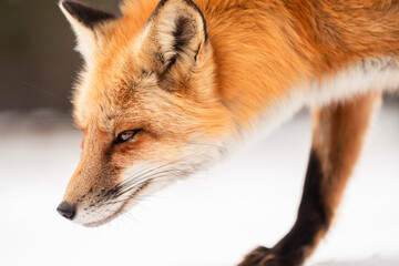 red fox close up