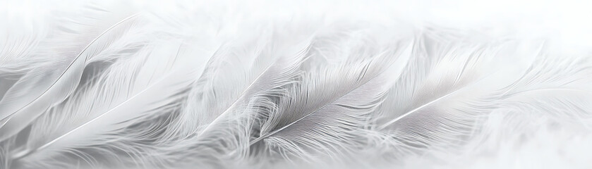 Delicate white feathers are arranged softly against a light background.