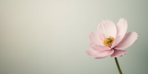 Fototapeta premium A Delicate Pink Flower with Soft Petals and a Gentle Yellow Center on a Pale Green Background