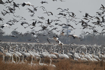 flock of seagulls on the beach