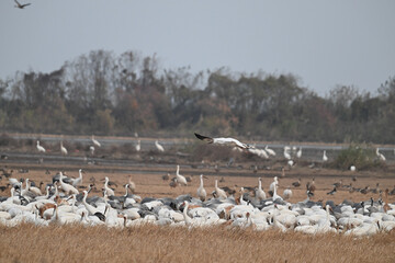 flock of seagulls in flight