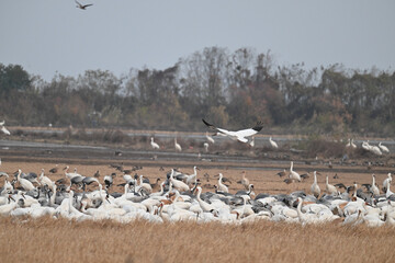 seagulls on the beach