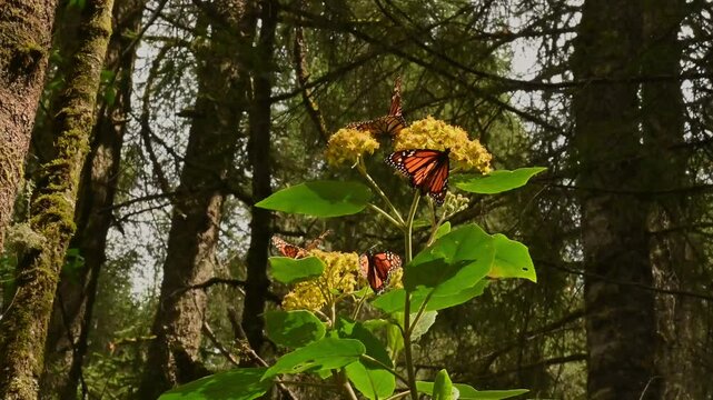 Monarch Butterflies Feeding on Wildflowers in a Forest in michoacan mexico